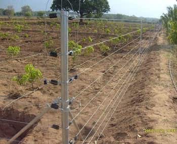 کاربرد فنس الکتریکی- کشاورزی